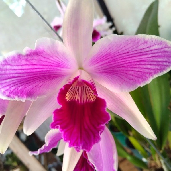 Producto - Laelia Purpurata estriata (Olimpia x Colibri) - 0