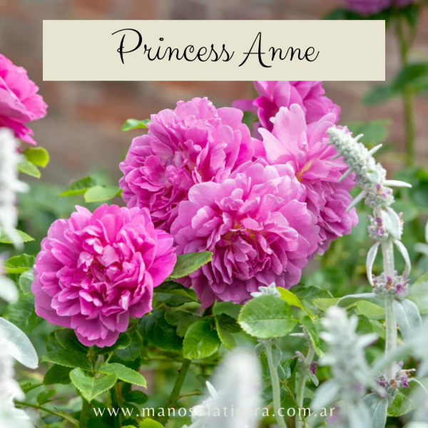 Producto - Rosal Princess Anne