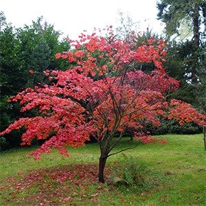 Producto - Acer palmatum
