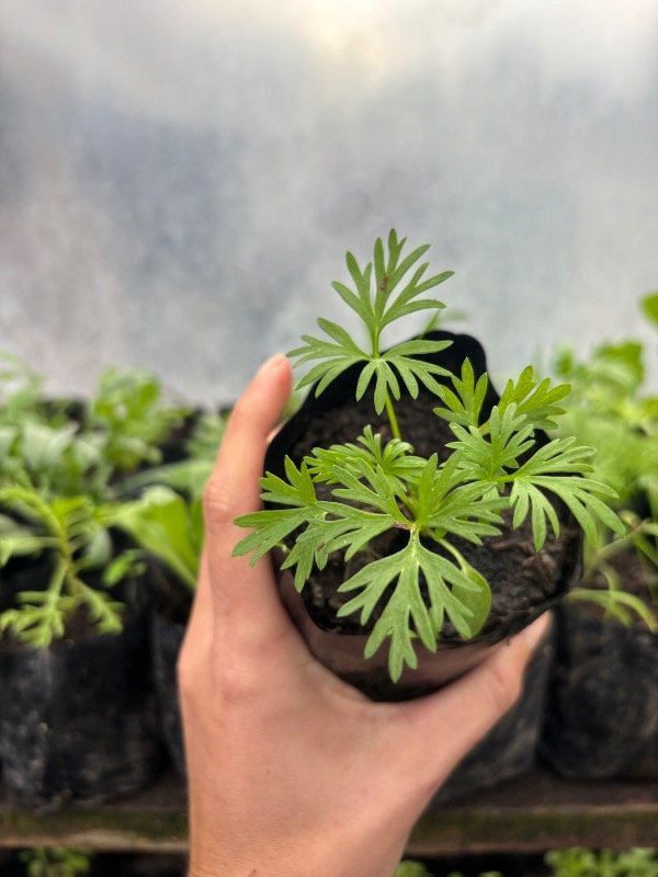 Producto - Plantines de espuela de caballero