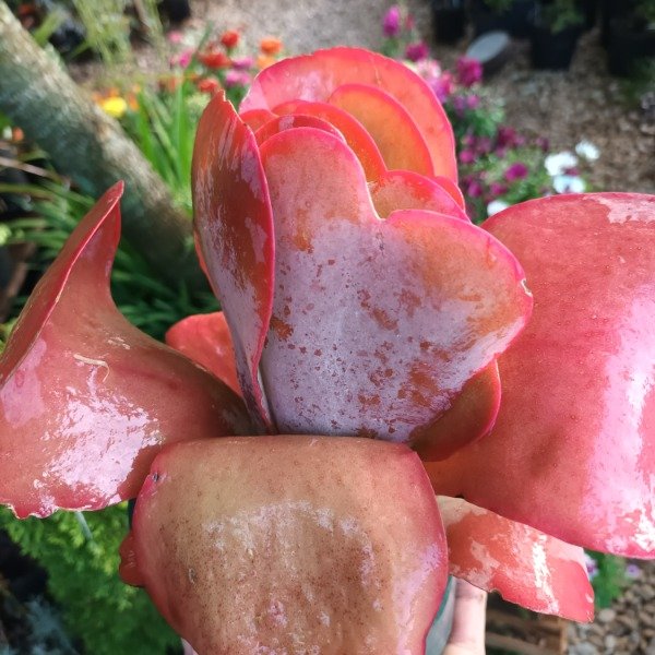 Producto - Kalanchoe thyrsiflora - 2