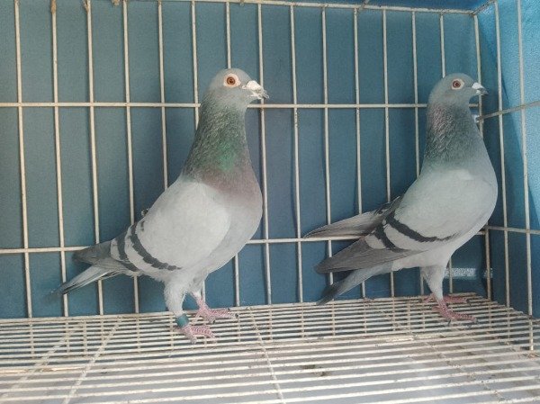 Producto - PALOMAR EL GUARNA CASAL 7