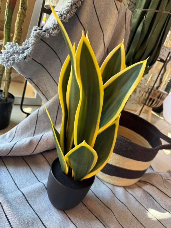 Producto - Planta Sanseviera 48 cm ( Efectivo: 50.000)