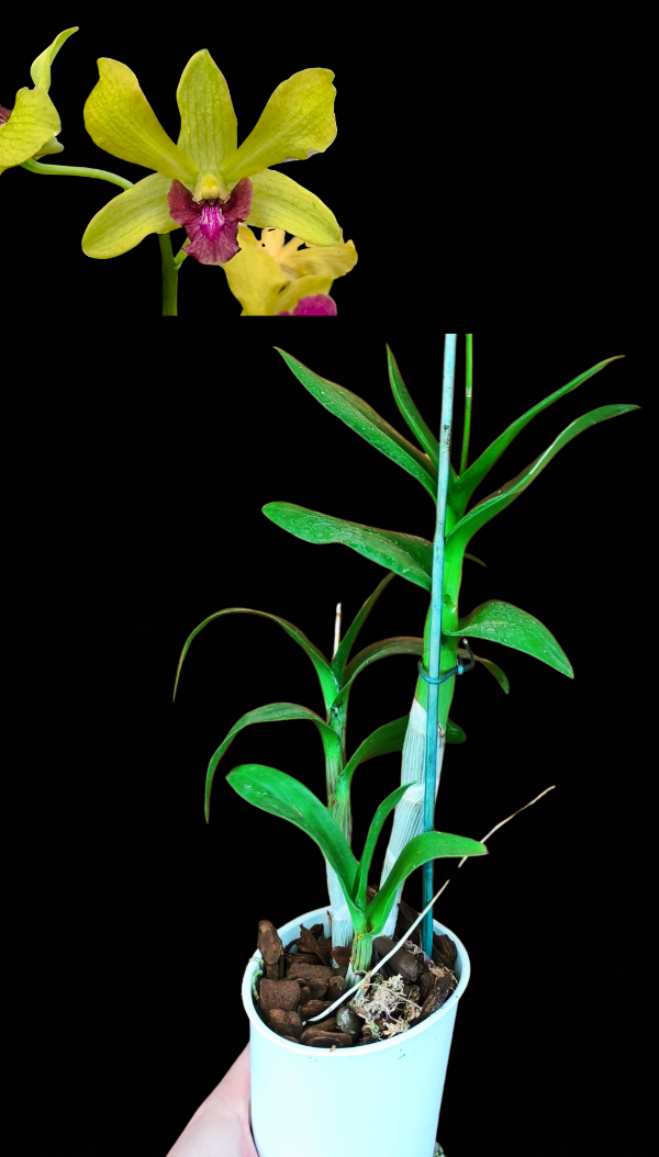 Producto - Denphal 9