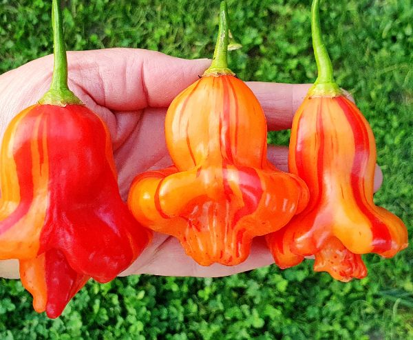 Producto - SEMILLAS DE AJI ZEBRANGE PICANTE DULCE RAYADO