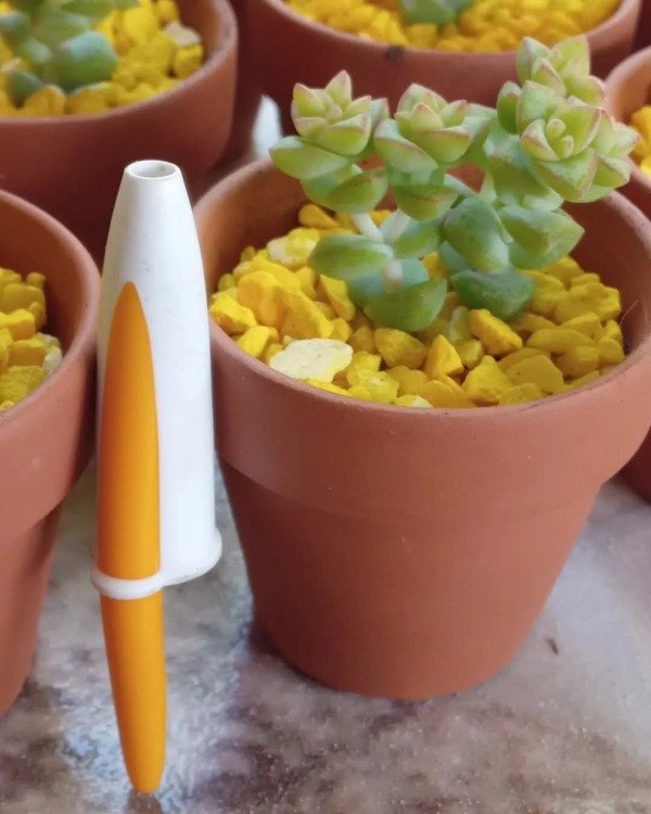 Producto - Minisuculentas Souvenir x10u - 0
