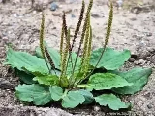 Producto - Desafío YUYOS