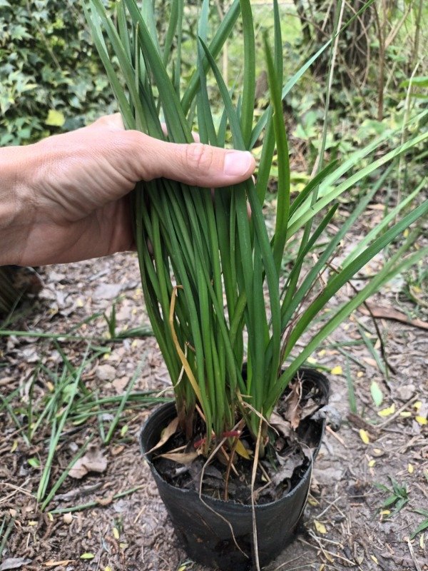 Producto - Thulbalgia - 1