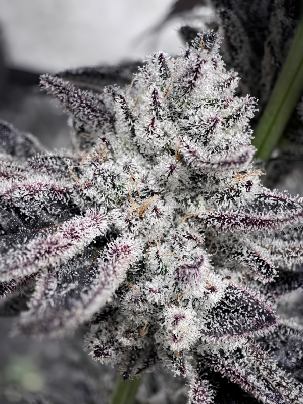 Producto - Mooncake x3 - Satan y Co Genetics