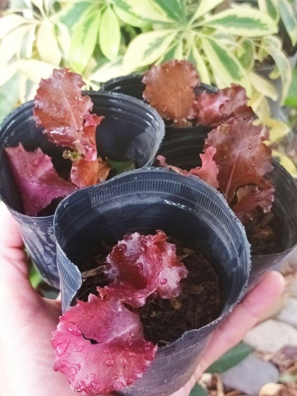 Producto - Lechuga Morada - 1