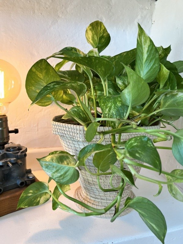 Producto - Macetero Patti