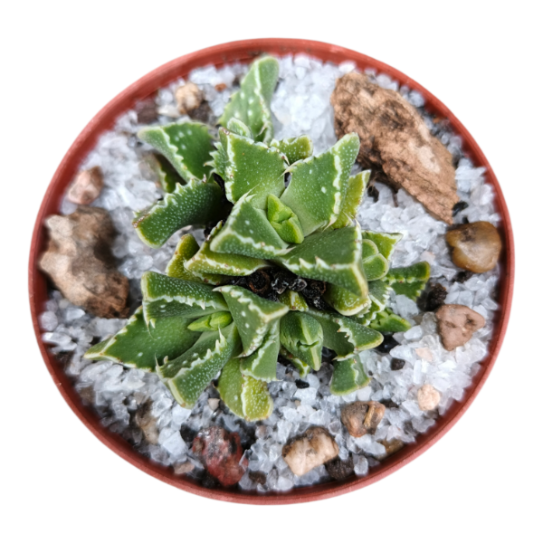 Miniatura de producto - 2