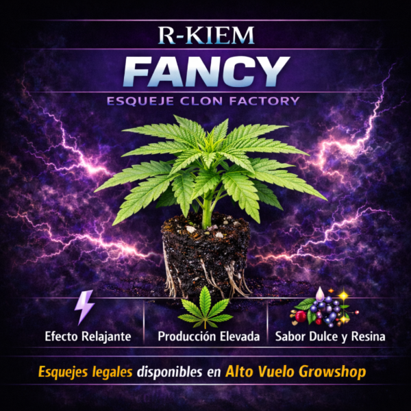 Producto - Esqueje R-kiem Fancy
