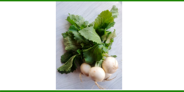 Producto - Nabo Hakurei agroecológico x 400 gr OFERTA