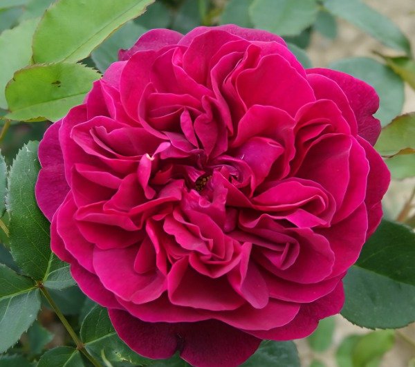 Producto - Darcey Busell