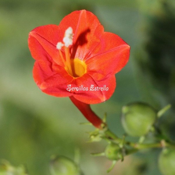 Producto - Semillas de Campanitas Rojas - Ipomoea Hederifolia - Frijolillo