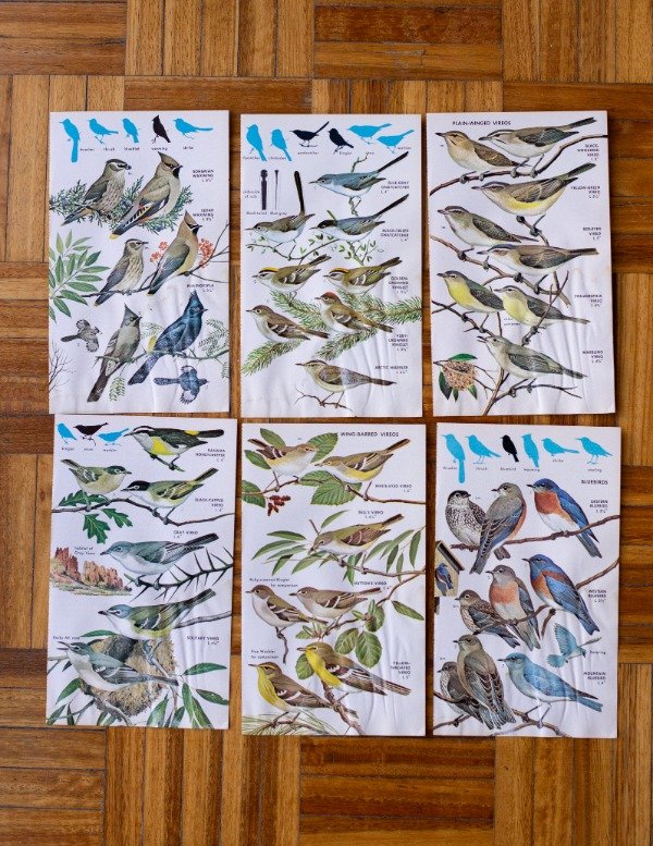 Producto - Láminas Pájaros