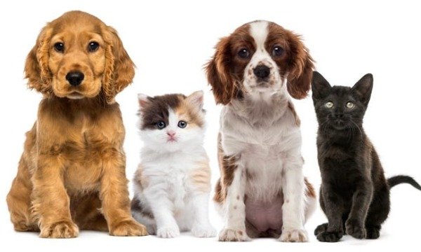 Producto - LIMPIEZA DE ANIMALES