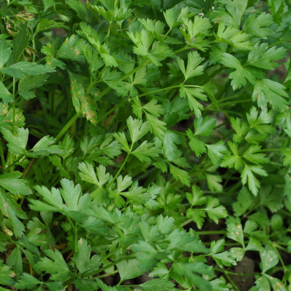 Producto - Perejil s12