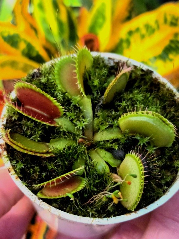 Producto - Venus Atrapamoscas - 0