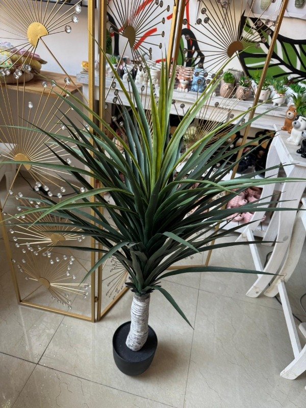 Producto - Planta Drago 1,22 mts -P5 ( Efectivo: 139.920)