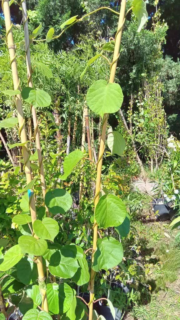Producto - Kiwi