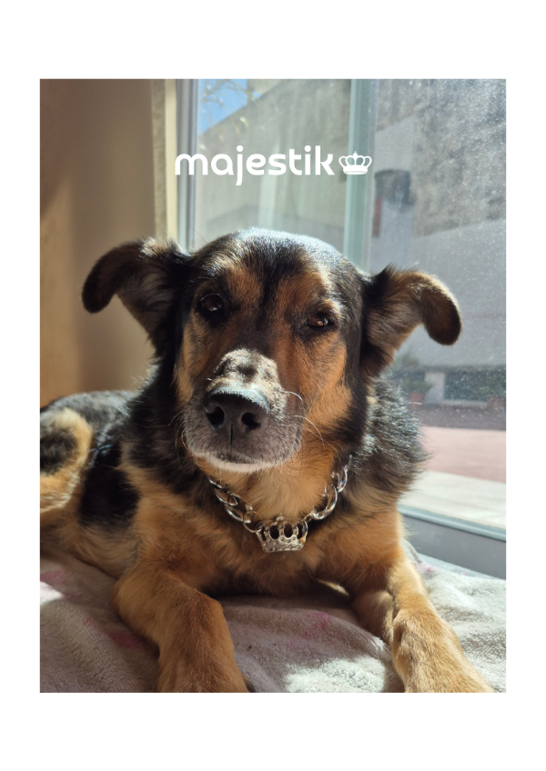 Producto - Majestik