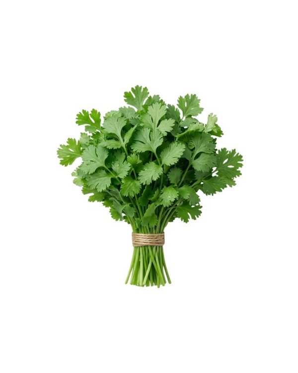 Producto - CILANTRO