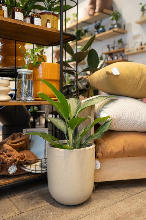 Producto - Aglaonema Freedman