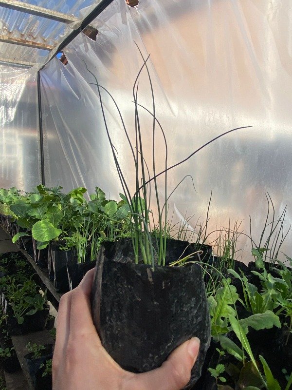 Producto - plantines agroecologicos de puerro