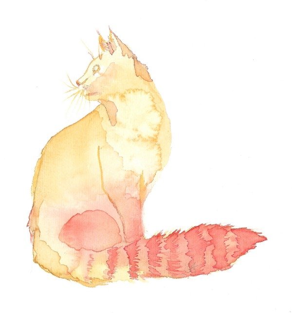 Producto - Gato esperando