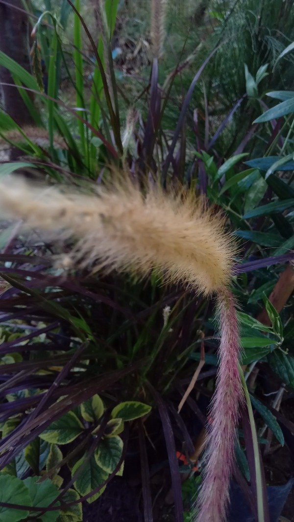 Producto - Pennisetum - 8