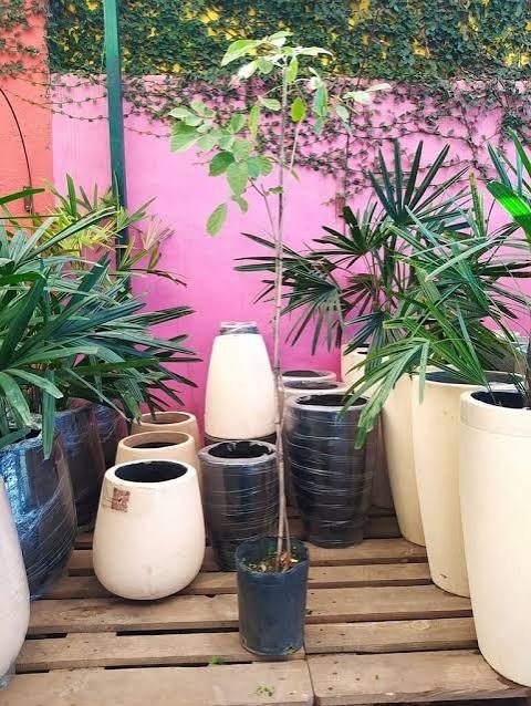 Producto - Lapacho amarillo