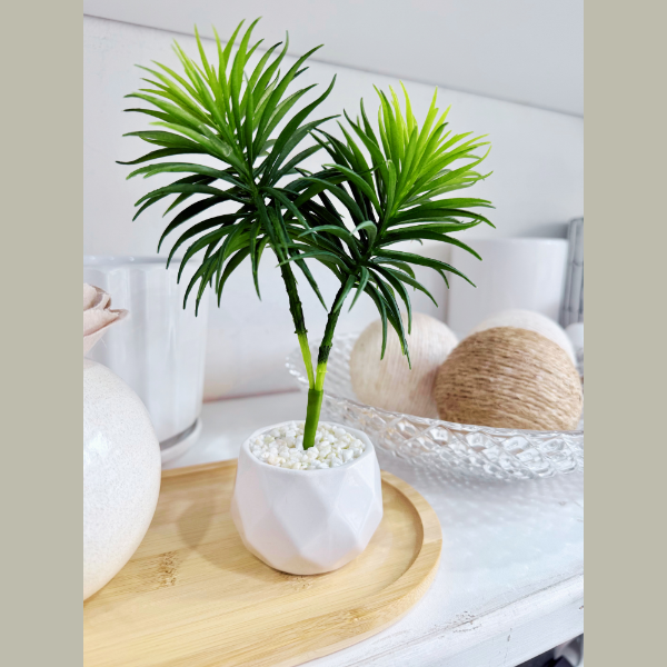 Producto - Planta mini palmera