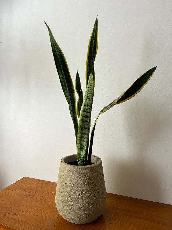 Producto - SANSIVIERA + MACETA N30