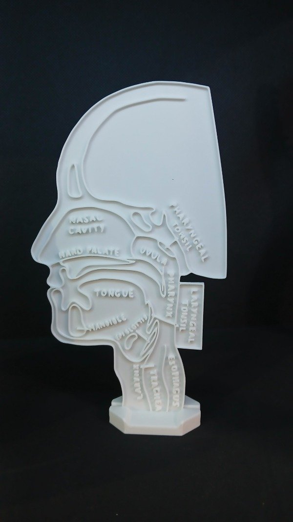 Producto - Cabeza vista lateral