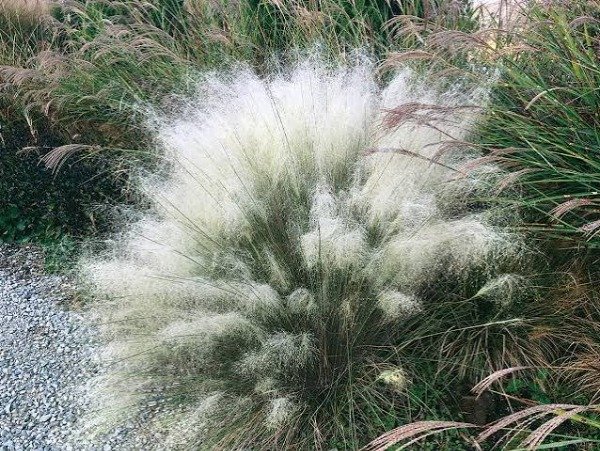 Producto - Muhlenbergia capilaris blanca 1,5 L - 1
