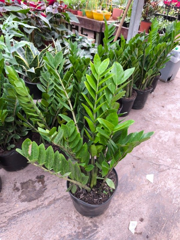 Producto - Zamioculca zamiifolia EJEMPLAR - Maceta 10 litros