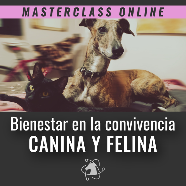 Producto - MASTERCLASS ONLINE: BIENESTAR EN LA CONVIVENCIA CANINA Y FELINA