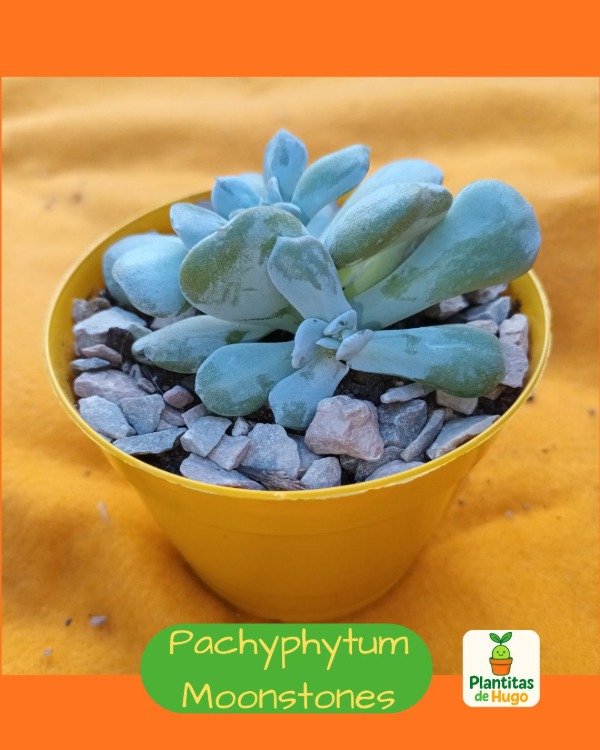 Producto - Pachyphytum Moonstones