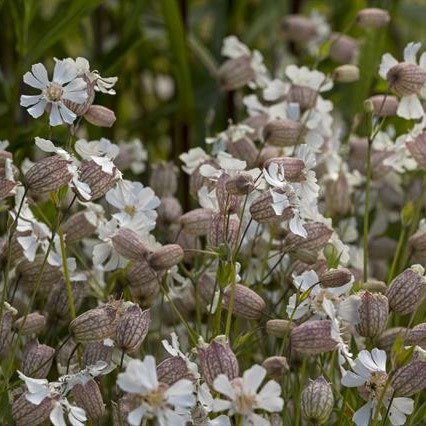 Producto - 30 Semillas Silene uniflora