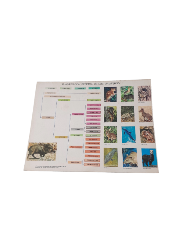 Miniatura de producto - 7