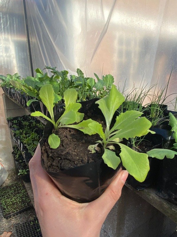 Producto - Plantines agroecologicos de lechuga mantecosa