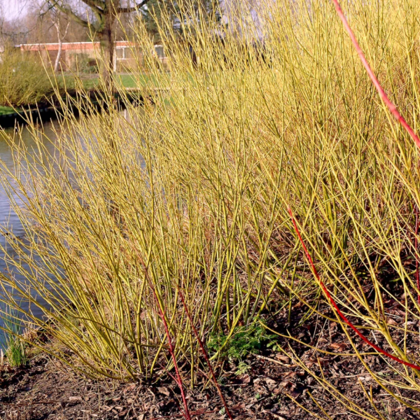Producto - Cornus amarillo - Cornus sericea flaviramea