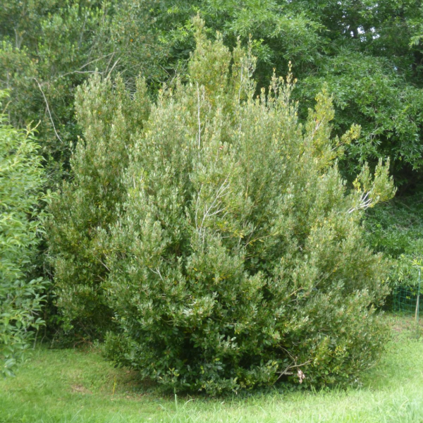 Producto - Aextoxicon punctatum (Olivillo)