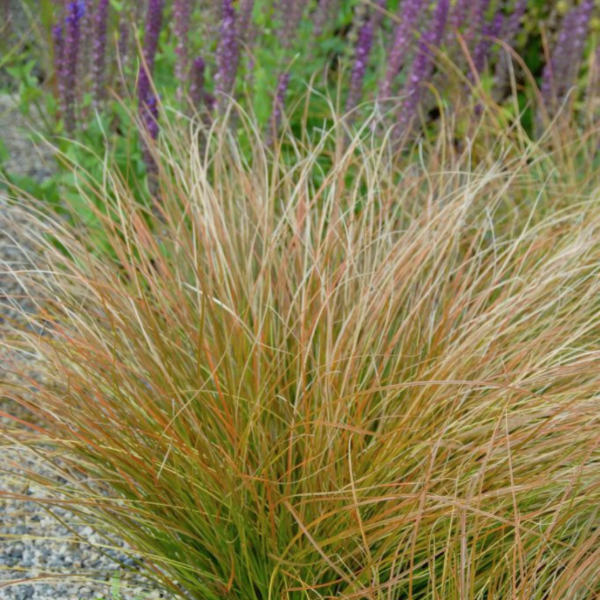 Producto - Carex testacea 1,5 L - 1