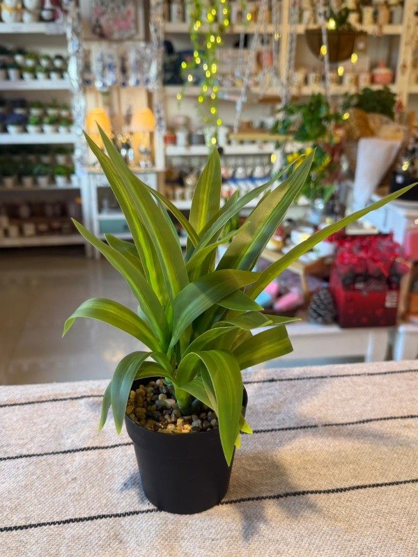 Producto - Planta Dracaena 28 cm - (Efectivo: 15.920)