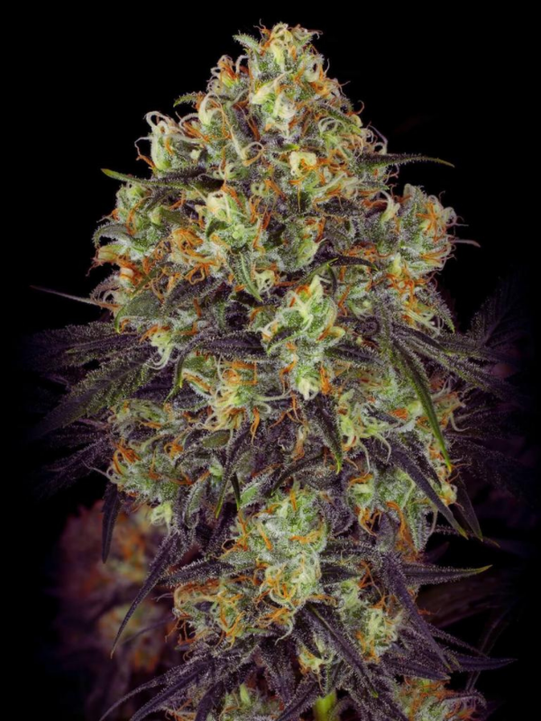 Producto - Black Lights x3 - ADN Seeds - 0