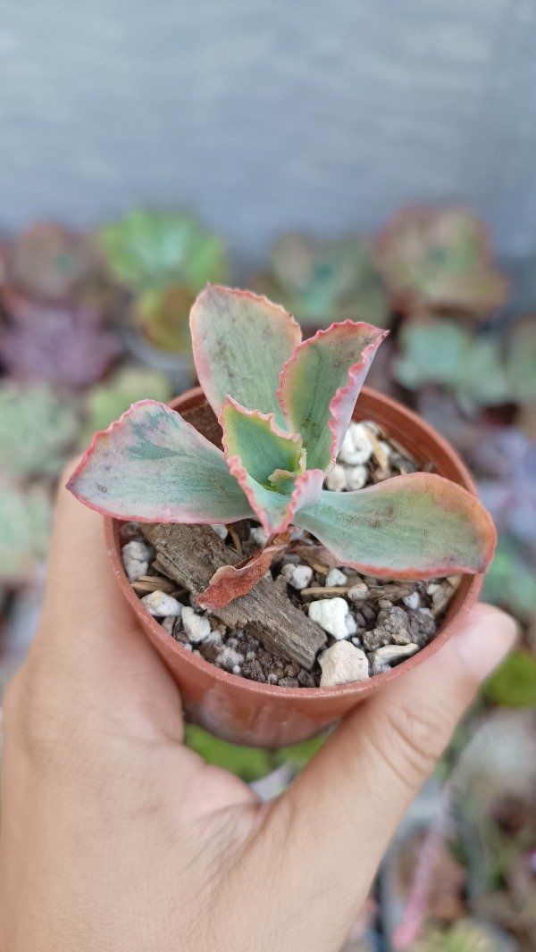 Producto - Echeveria tornado variegada
