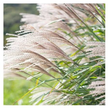 Producto - Miscanthus sinensis 1,5 L
